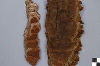 Phellinus deuteroprunicola image